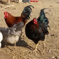 تخم مرغ نطفه دار نژاد گلین چهل تاج|حیوانات مزرعه|هشتگرد, هیو|دیوار