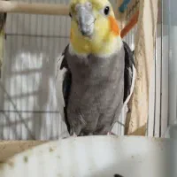 عروس هلندی|پرنده|پیرانشهر, |دیوار