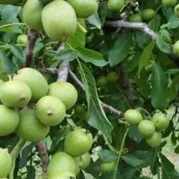 تولید نهال گردو فرنور پیوندی یکساله و دوساله