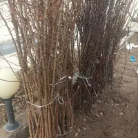 نهال سردسیری