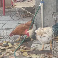 قیمت توافقی|پرنده|کنگاور, |دیوار