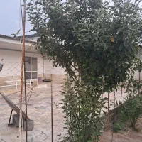 سوئیت اجاره ای|اجارهٔ کوتاه‌مدت آپارتمان و سوئیت|سرخرود, |دیوار