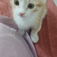گربه نر