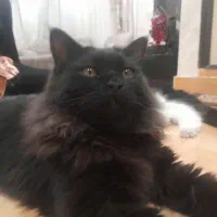 پرشین ۶ ماهه|گربه|میاندوآب, |دیوار