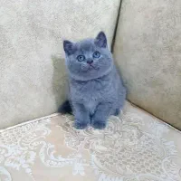 بچه گربه های مستقر در شیراز|گربه|شیراز, فرگاز|دیوار