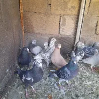 کبوتر پلاکی دسته|پرنده|شیراز, قلعه نو|دیوار
