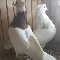 جفت طوقی باجوجه