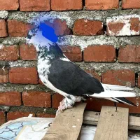 کبوتر ممتاز