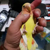 قفس و کوتوله فول دستی و سخنگو با فیلمش