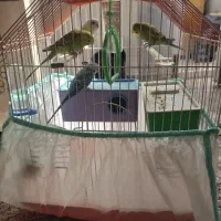 مرغ عشق|پرنده|اردبیل, |دیوار