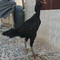 مرغ لاری /رودان