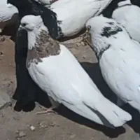 کبوترماده طوق طلایی اصل پاک وتعدادی کبوترطوق نقابی|پرنده|کرمانشاه, |دیوار