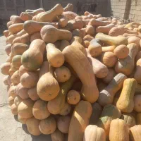 کدو حلوایی|خوردنی و آشامیدنی|سیمینه, |دیوار