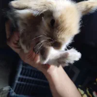 خرگوش لوپ|موش و خرگوش|هشتگرد, اردهه|دیوار