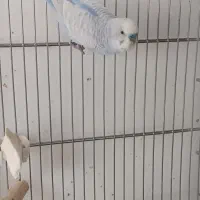 یک جفت مرغ عشق با شش تخم