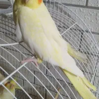 جوجه عروس هلندی لوتینو ۱ ساله|پرنده|مشهد, سرافرازان|دیوار