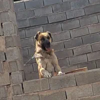 واگذاری سگ سرابی