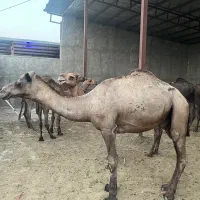 شتر|حیوانات مزرعه|تهران, فیروزآبادی|دیوار