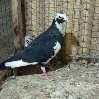 پلنگ|پرنده|نیشابور, کوی یغما|دیوار