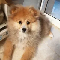 سگ پامرانین سالم وسلامت