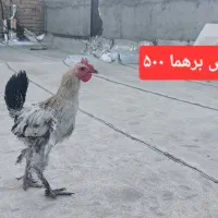جوجه و مرغ