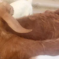 بز با دوتا بزغاله نروماده بز هم یک ماه ابست|حیوانات مزرعه|زابل, |دیوار