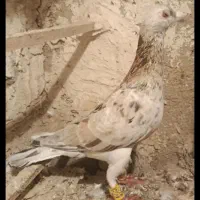 کبوتر هفت رنگ خطی