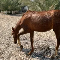 فروش مادیان پنج ساله کره دهی عالی|اسب و تجهیزات اسبسواری|آبپخش, |دیوار