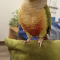 طوطی گرینچیک دستی جوان