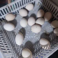 تخم مرغ لاری