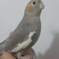 جفت عروس هلندی|پرنده|شیراز, شهرک رضوان|دیوار