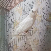 عروس