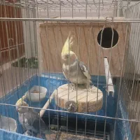 عروس هلندی|پرنده|اشتهارد, |دیوار