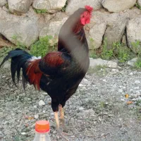 فروش یا معاوضه خروس رودان