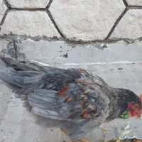 مرغ وخروس|حیوانات مزرعه|قم, حاج خلیل|دیوار