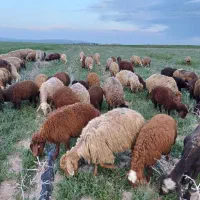 تعداد ۳۲ راس میش بره دار