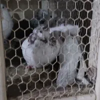 کبوتر پرشی|پرنده|مشکیندشت, |دیوار