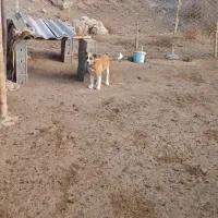 سگ گله ونگهبان ۷۵ میلیون