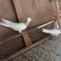 کفتر جوجه طوقی  کارتنی هفت‌رنگ|پرنده|مشهد, رباط طرق|دیوار