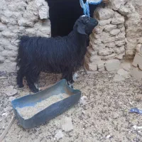 گوسفند چاق وچله