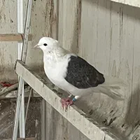 کبوتر ماده پشدار کاکلی|پرنده|کرج, حصارک بالا|دیوار