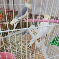 عروس هلندی نروماده بالغ بالای یکسال