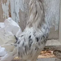 خروس گلین|حیوانات مزرعه|یزد, |دیوار