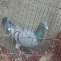 کبوتر گم شده|پرنده|زهک, |دیوار