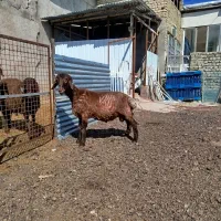 بره قوچ همو