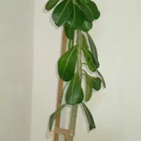 گل بنسای آدنیوم