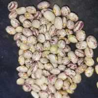 لوبیا چیتی درجه 1بدونه سرما زدگی