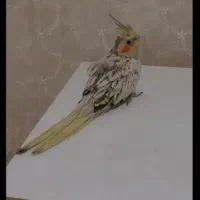 عروس هلندی معاوضه با هرچی