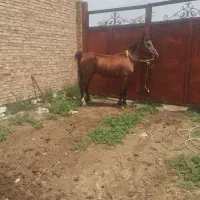 اسب نریان|اسب و تجهیزات اسب‌سواری|سلماس, |دیوار