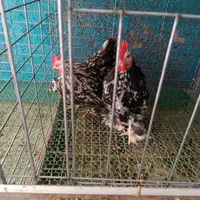 ۳جفت کوشین